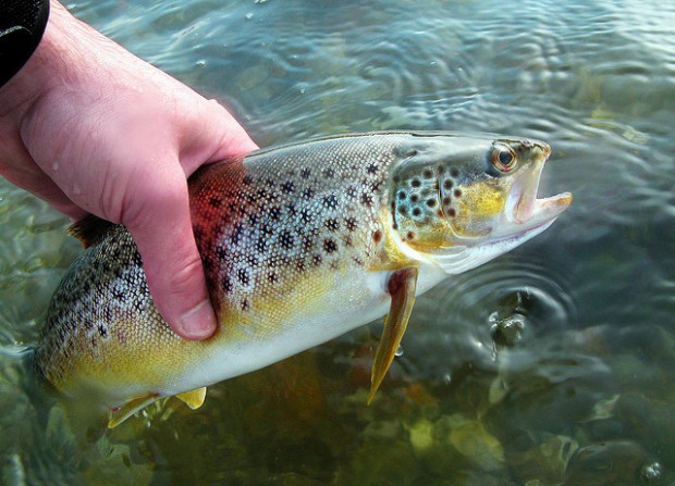 Sea trout (image courtesy of Kasper Sorensen on a creative commons licence)